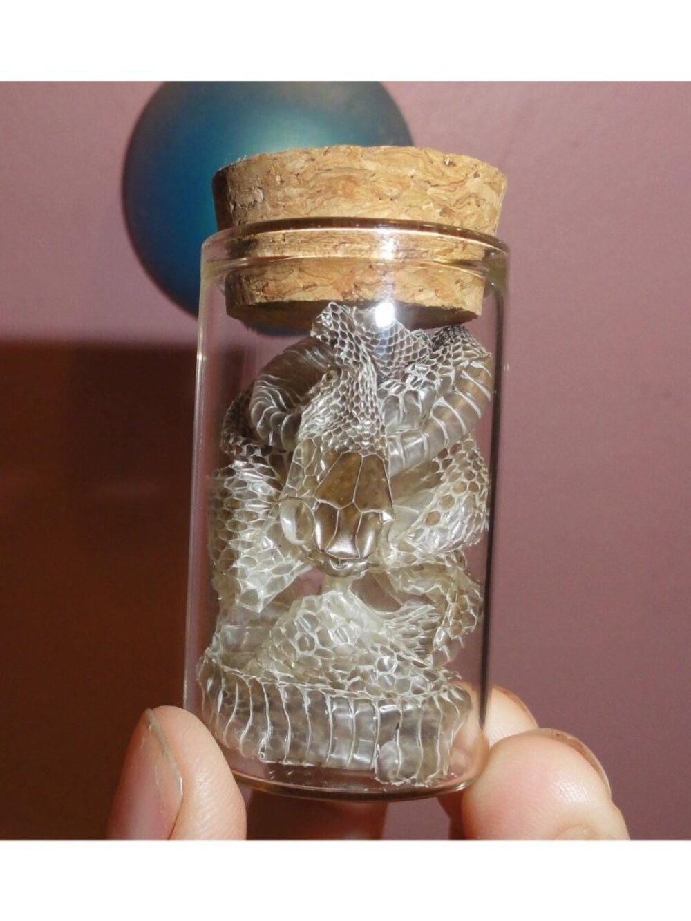 Snake Skin Small Oddity Jar curiosity glass vial reptile shed nature cloche goth